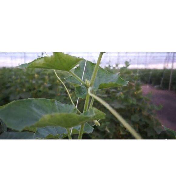 Climbing Garden Heavy-Duty Trellis Net 4x328ft Roll, 6" netting - Picture 5 of 8